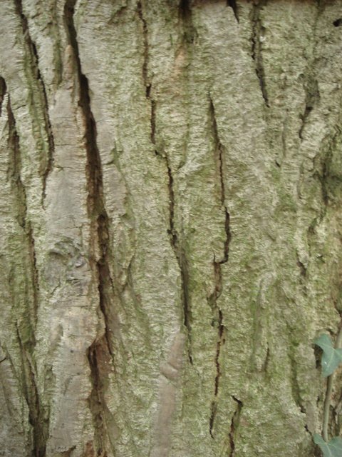 Pterocarya fraxinifolia ecorce
